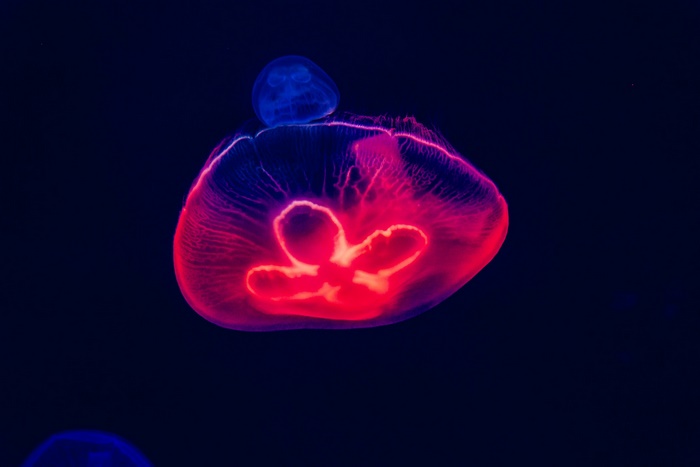 Two glowing jellyfish in dark water