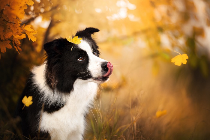 Border Collie dog with autumn leaves