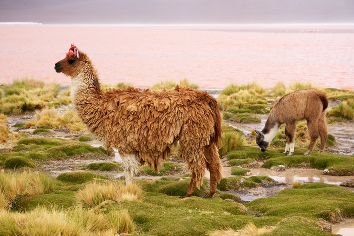 Llama with pink decoration on head near pink lake