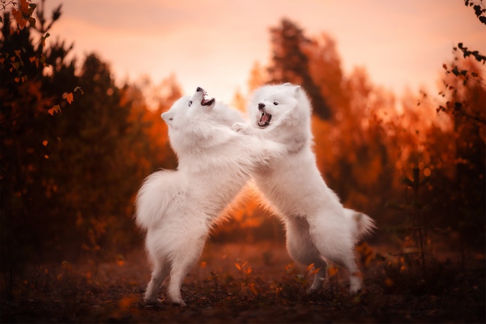 Two Samoyed dogs playing in a forest at sunset