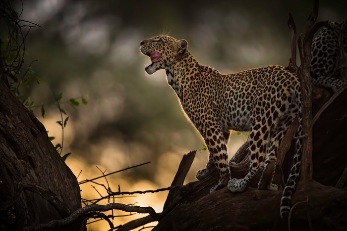 Leopard yawning on a tree branch