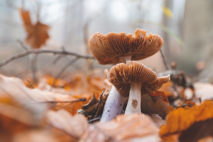 Mushrooms in Fall Forest