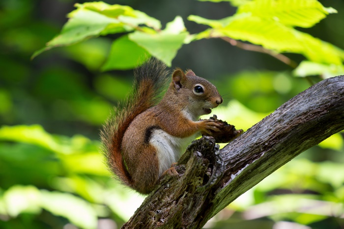 Red Squirrel Eating on a Branch