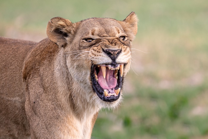 Lioness roaring with mouth open