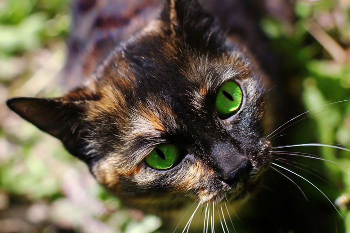 Tortoiseshell Cat with Bright Green Eyes