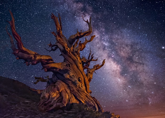 Ancient Bristlecone Pine under the Milky Way