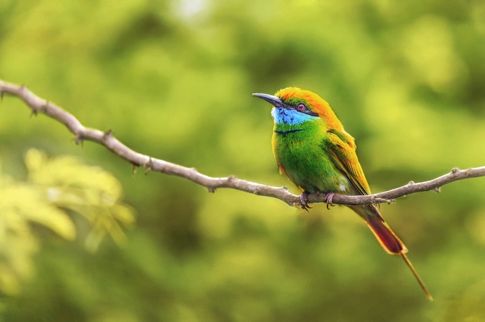 Green Bee-eater bird perched on a branch