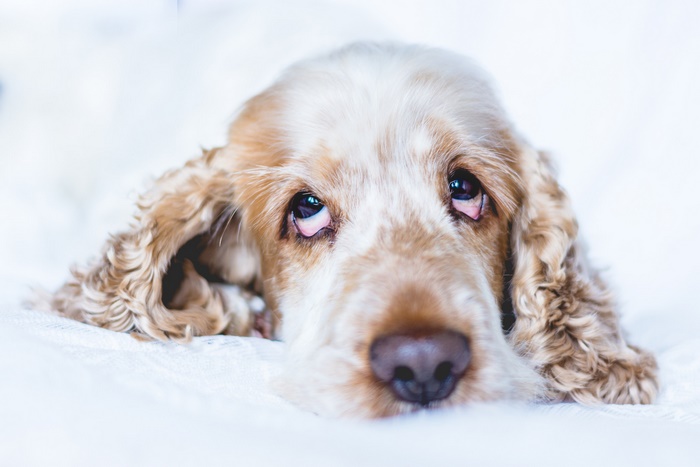 Sad Cocker Spaniel dog lying down