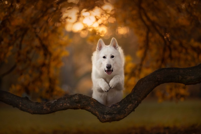 White Swiss Shepherd dog jumping on a tree branch