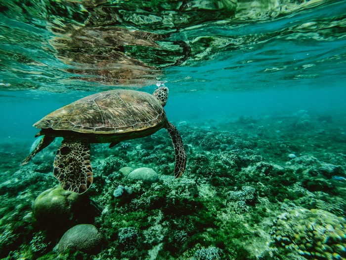 Sea Turtle Swimming Over Coral Reef 4K