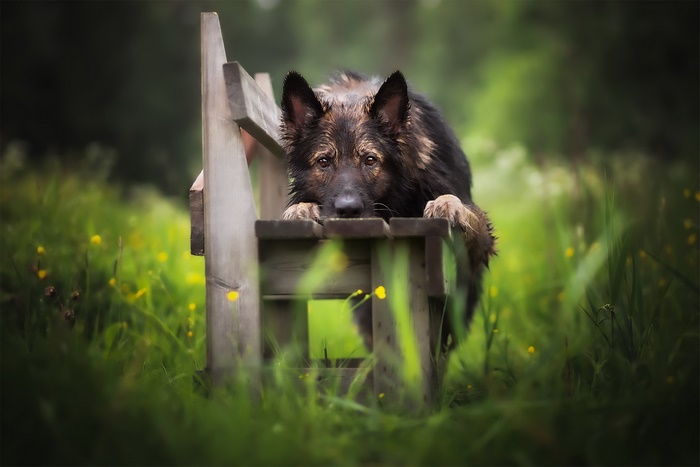 German Shepherd dog on a wooden bench in a grassy field