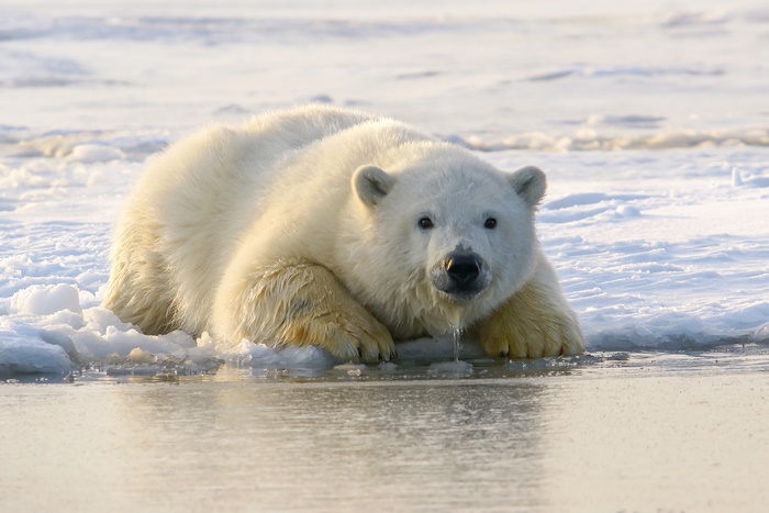 Polar Bear Lying on Ice