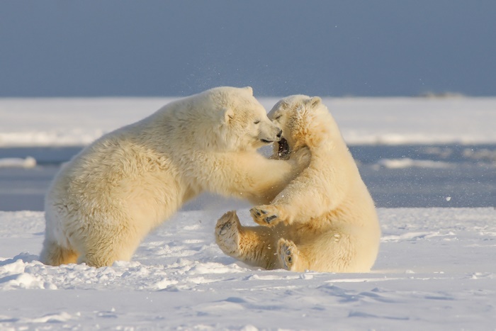 Two polar bears play fighting on snow