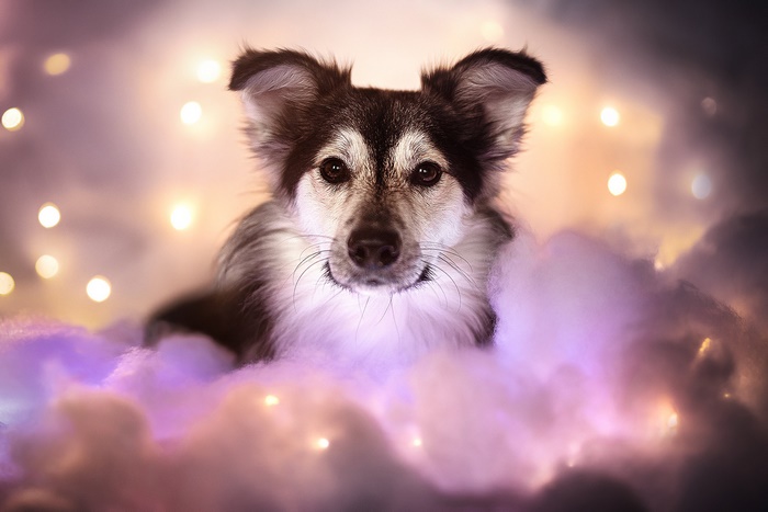 Dog in fluffy clouds with bokeh lights