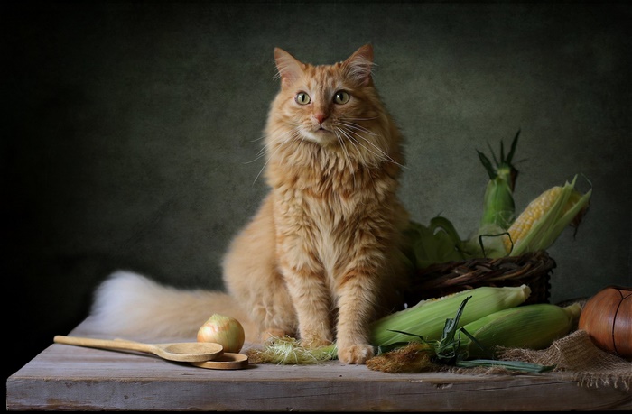 Orange cat sitting with corn and onion on table