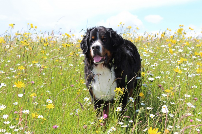 Bernese Mountain Dog in a field of flowers