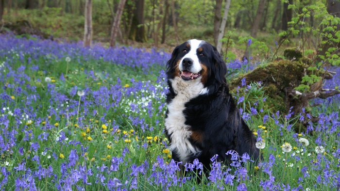 Bernese Mountain Dog sitting in a field of bluebells