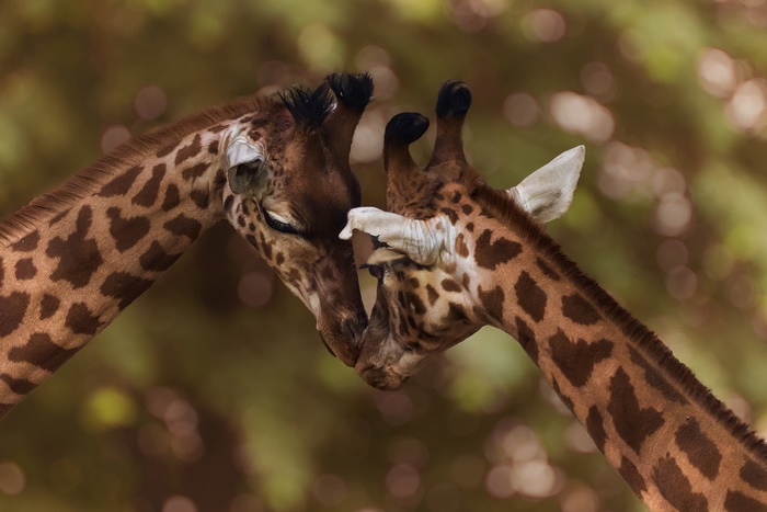 Two giraffes touching heads