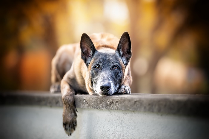 Belgian Malinois dog resting on a wall