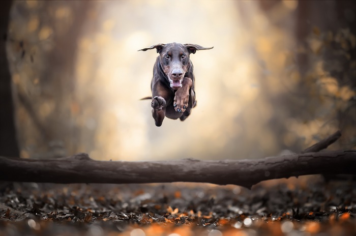 Brown Doberman jumping over a log in a forest