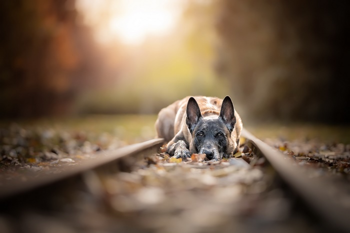 German Shepherd dog lying on train tracks