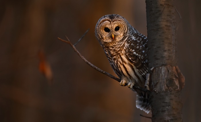 Barred Owl Perched on a Tree Branch