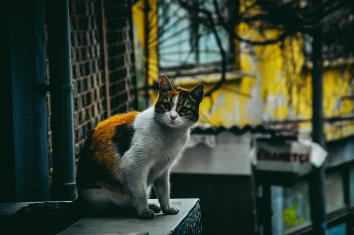 Calico cat sitting on a ledge