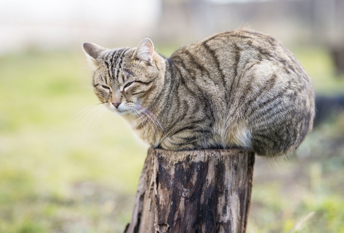 Tabby cat resting on a tree stump