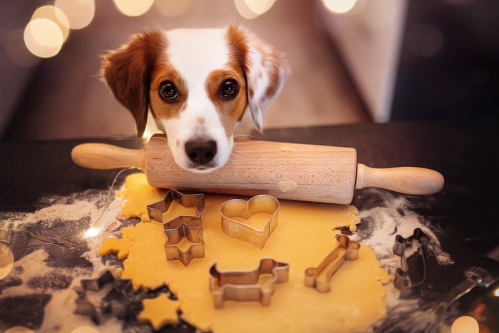 Dog with cookie cutters and rolling pin