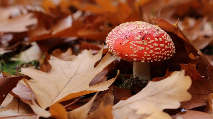 Amanita muscaria mushroom among fallen autumn leaves