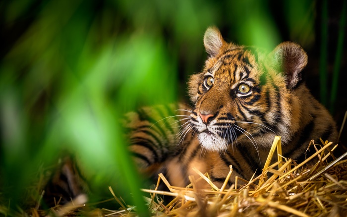 Tiger Cub in Tall Grass