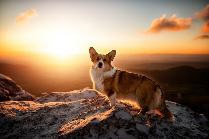 Corgi dog on a rocky mountain at sunrise