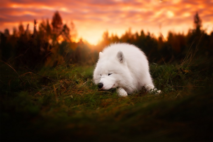 Samoyed dog sleeping at sunset