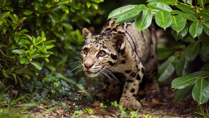 Clouded Leopard in Green Foliage