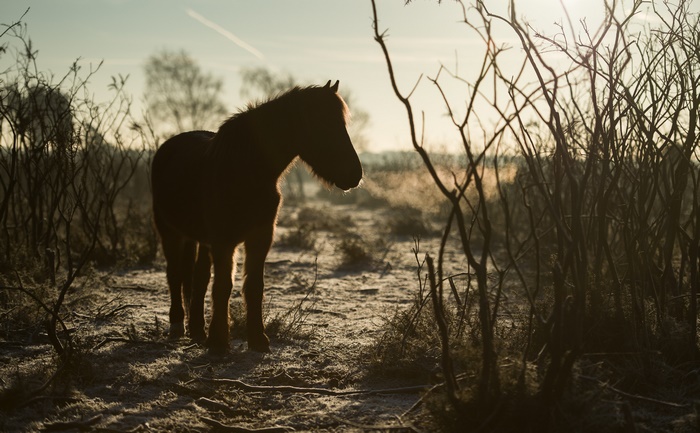 Horse in a frosty field at sunrise