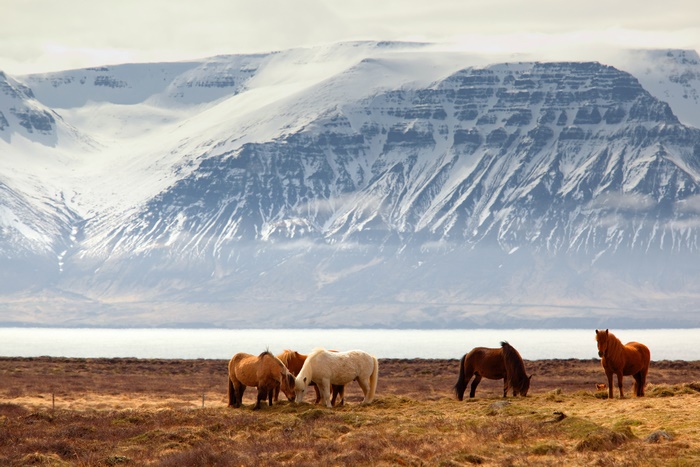 Horses in front of snow-capped mountains