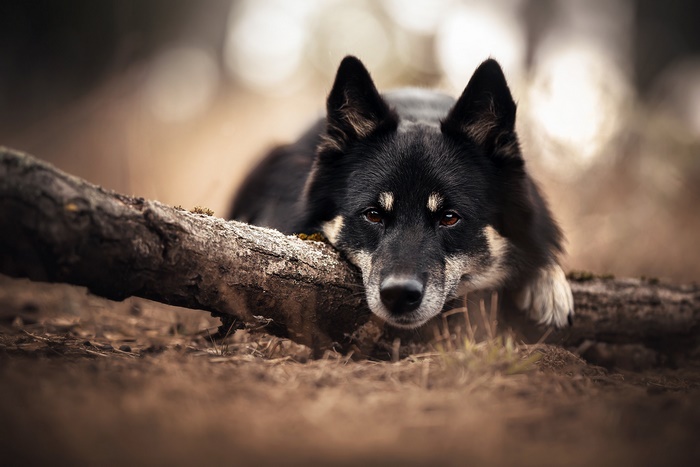 Black and tan dog resting on a log