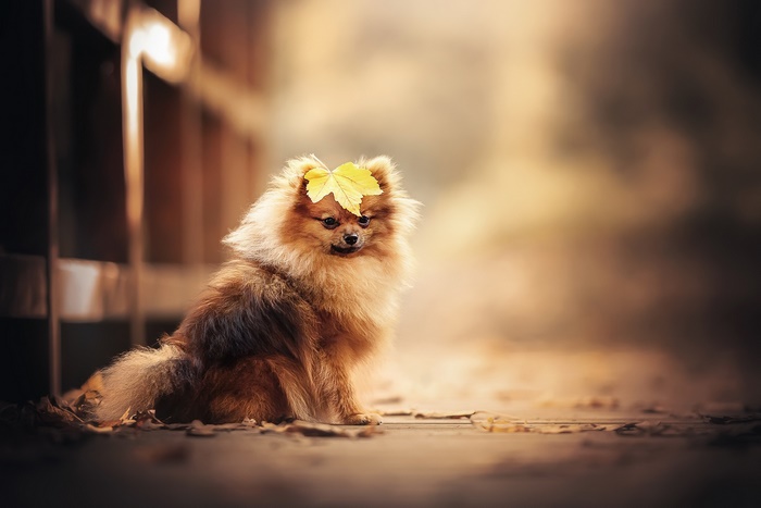 Pomeranian dog with a leaf on its head