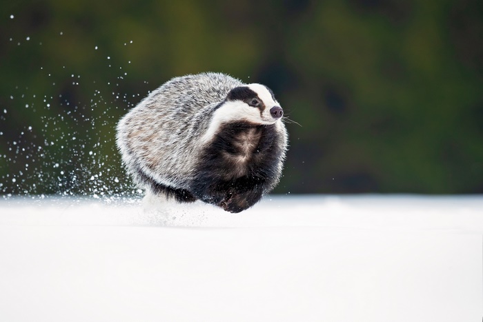 Badger running through snow