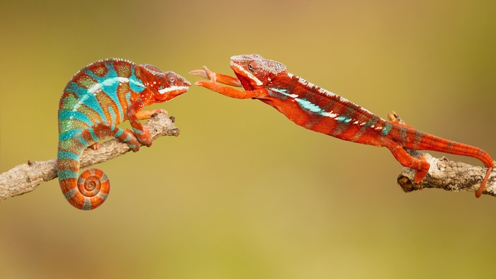 Two colorful chameleons reaching for each other on branches