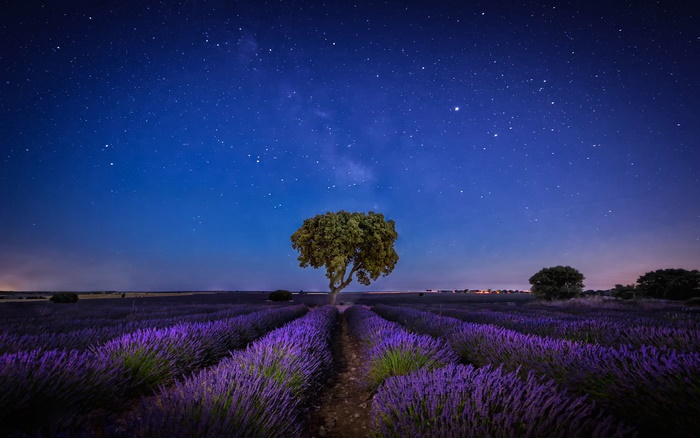 Lavender field under starry night sky with a tree