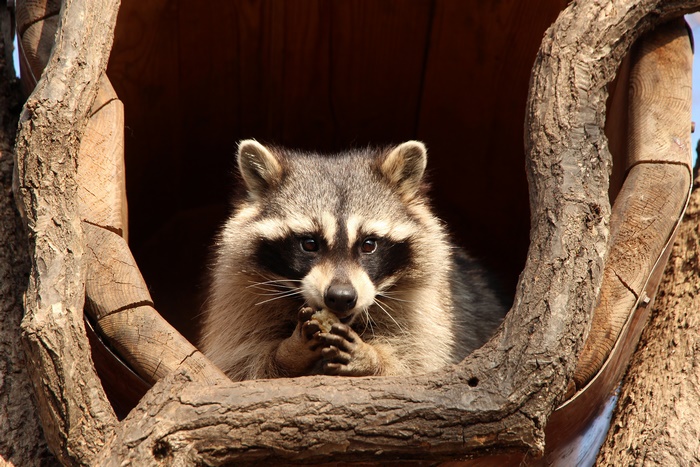 Raccoon eating in a tree hollow