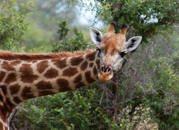 Giraffe in a natural wildlife setting
