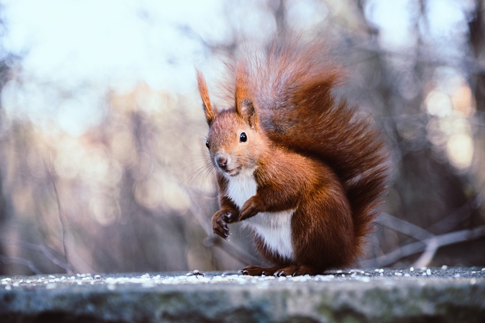 Red Squirrel on a Surface with Seeds