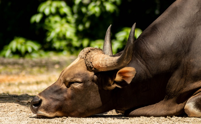 Banteng Bull Resting in Sunlight
