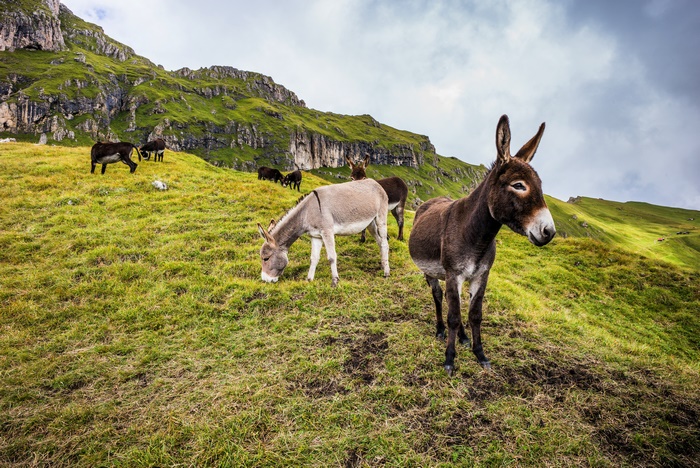 Donkeys grazing on a grassy mountain slope
