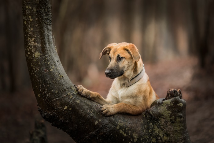 Dog sitting on a tree branch