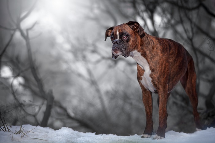 Brindle Boxer dog standing in snow