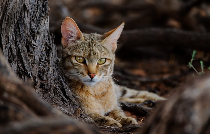 Wild cat resting near a tree
