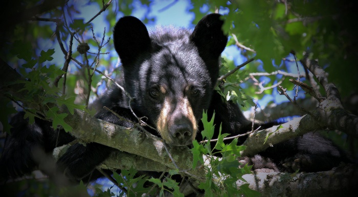 Black bear resting in a tree